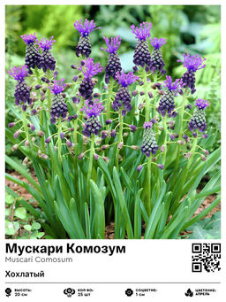 Мускари Комозум (Хохлатый)