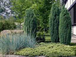 Можжевельник обыкновенный Хиберника