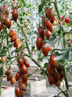 Томат Мистика - Партнер фото 4