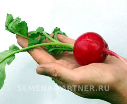 Редис Дуся - Партнер фото 6