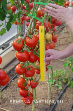 Томат Фрося F1 - Партнер фото 5