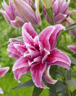 ЛИЛИЯ Роузлили Лорена Разбор 12/14 Кол-во упак., шт 5