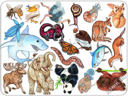 Карточная игра Djeco Занимач  фото 4