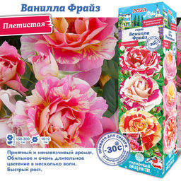 Роза Ванилла Фрайз (Плетистая) 1шт