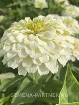 Цинния георгиновидная Фэнтези Белый Антик - Партнер фото 2