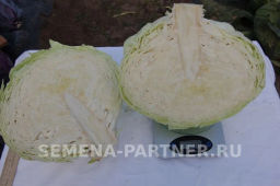 Капуста белокочанная среднепоздняя Мишутка - Партнер фото 6