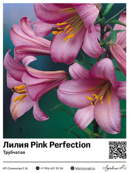 Лилия Pink Perfection (Трубчатая)