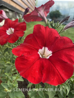 Петуния Итальянка Кларетта каскадная красная - Партнер фото 5
