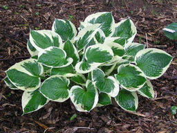 Хоста Minuteman (Минитмэн) - Долина роз фото 2