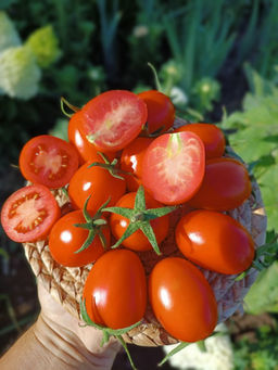 Томат ЗАСОЛОЧНЫЙ РУССКИЙ ДЕЛИКАТЕС Скороспелый! Сверхурожайный! Невероятно вкусный и ароматный! - Уральский дачник фото 2