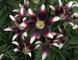 ЛИЛИЯ Неттис Прайд Разбор 12/14 Кол-во упак., шт 5