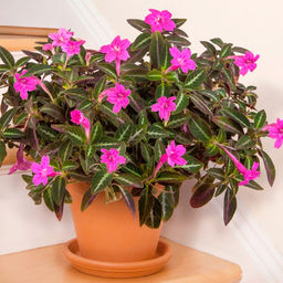 Руэллия (лист велюровый)