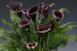 Калла Dubai Nights - Голландские луковицы фото 3