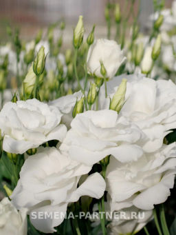 Эустома срезочная махровая белая Мадам Бриджит - Партнер фото 4