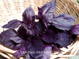 Базилик Рози фиолетовый - Партнер фото 8