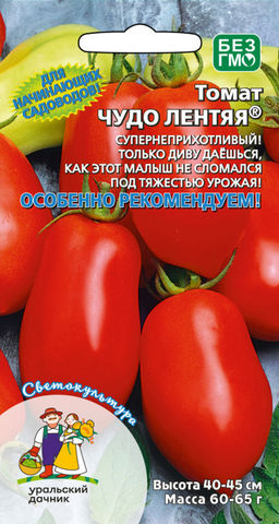 Томат ЧУДО ЛЕНТЯЯ  Супернеприхотливый! Кисти с большим количеством плодов! Как он не сломился под тяжестью плодов!