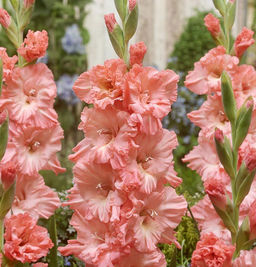 ГЛАДИОЛУС Томск Разбор 10/12 Кол-во упак., шт 8