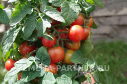 Томат Балконное Чудо Красный - Партнер фото 7