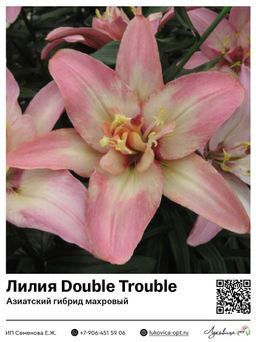 Лилия Double Trouble (Азиатский гибрид, махровый)
