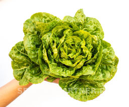 Салат кочанный Бернар - Партнер фото 4