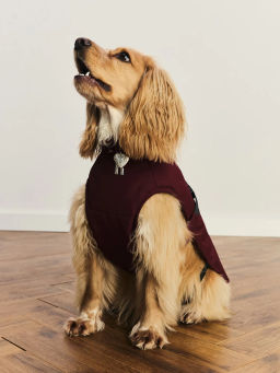 джемпер (попона) для животных / Zarina