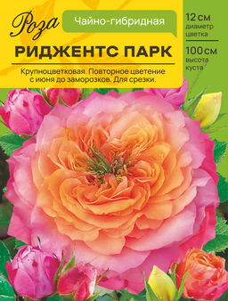 Роза Риджентс Парк (Чайно-гибридная) С ЦВ.НАКЛЕЙКОЙ 1шт
