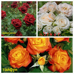 Штамб 3 сорта