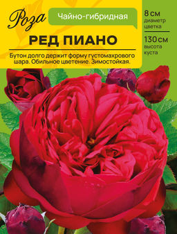 Роза Ред Пиано (Чайно-гибридная) С ЦВ.НАКЛЕЙКОЙ 1шт