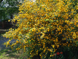 Керрия японская - Долина роз фото 3