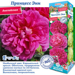 Роза Принцесс Энн (Английская) 1шт