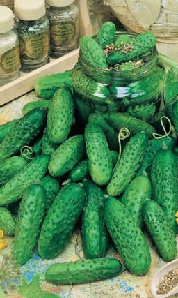 Огурец МАША F1  Проверенный голландский гибрид!