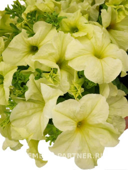 Петуния Софистика Лайм Грин кустовая крупноцветковая - Партнер фото 3