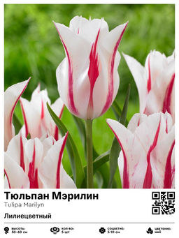 Тюльпан Marilyn (Лилиецветный) - Голландские луковицы фото 4