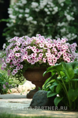 Петуния Шок Вэйв Пинк Вайн многоцветковая каскадная - Партнер фото 5