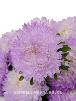 Астра китайская Зачарованная - Партнер фото 3