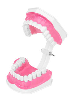 Набор для опытов Анатомия, челюсть человека - Эврики фото 24