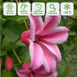 Клематис Дачес оф Албани