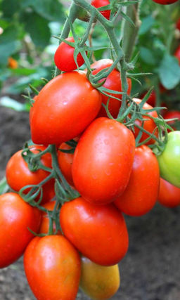 Томат ГУСАР Устойчив к болезням! Сибирская селекция! Не требует подвязки и пасынкования! Засолочное чудо!