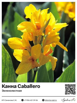 Канна Golden Girl (Зеленолистная)