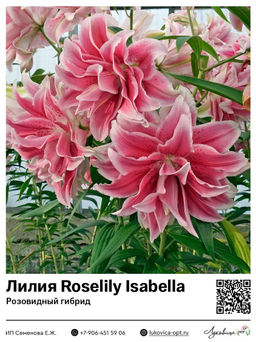 Лилия Roselily Isabella (Розовидный гибрид)