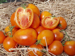 Томат Мальта - Партнер фото 4