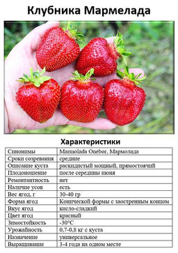 Клубника Мармелада
