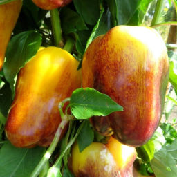 Новинка 2026!   Перец Смуглянка Золотая - Smudge Gold Pepper