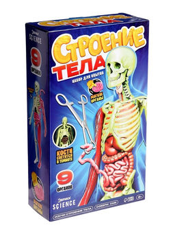 Набор для опытов по анатомии Строение тела, светится в темноте, с мягкими органами - Эврики фото 9