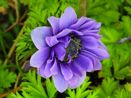 Анемона Lord Lieutenat (Лорд Лейтенант) 10шт