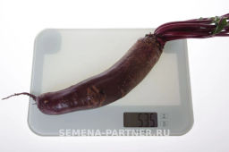 Свекла столовая Таунус - Партнер фото 3