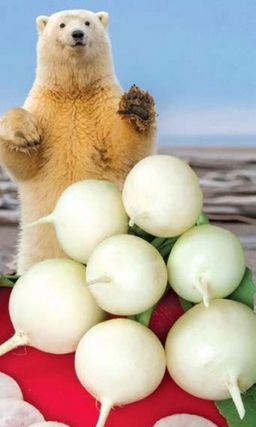 Редис БЕЛЫЙ ШАР  Не дрябнет! Не перерастает! Крупноплодный! Запредельная урожайность! - Уральский дачник фото 2