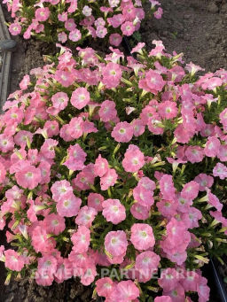 Петуния Лагуна Жозефина каскадная салмон - Партнер фото 3