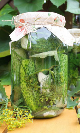 Смесь сортов огурца ДЕРЕВЕНСКИЙ ХИТ Для засолки, консервирования и маринования! Плодоношение до поздней осени!