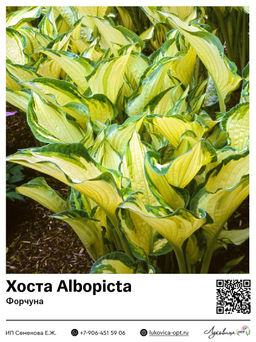 Хоста Albopicta (Форчуна)